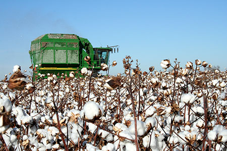 Cotton Harvest