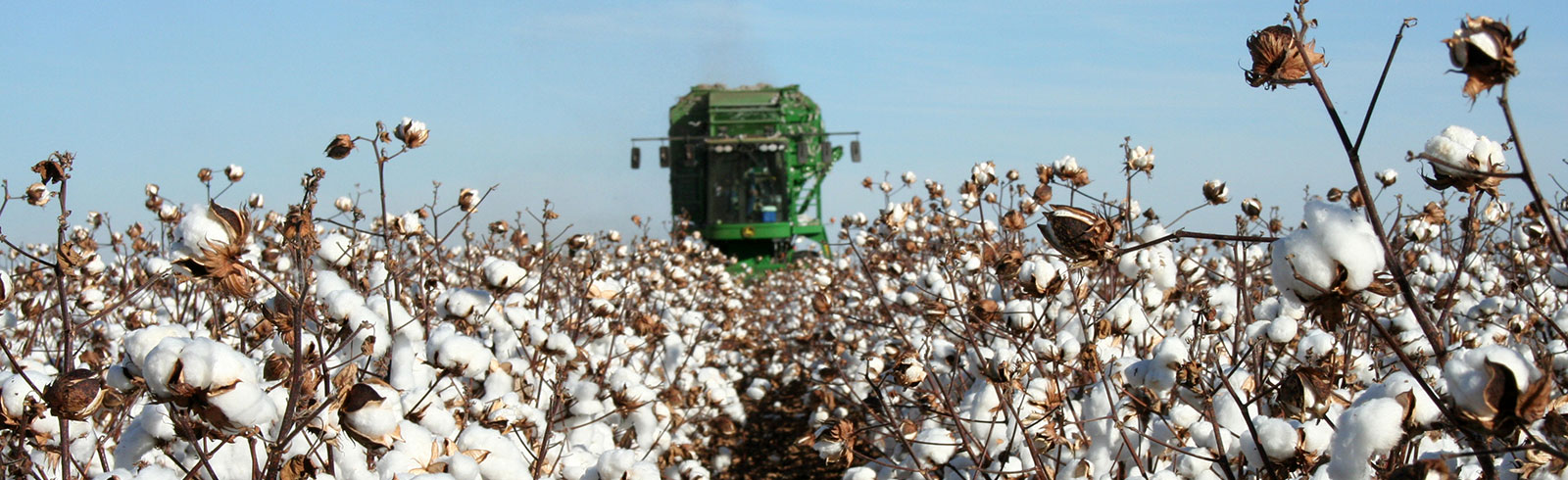 Cotton Harvest
