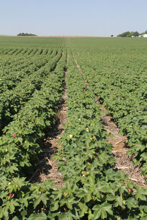 Kansas Cotton