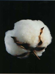 Cotton Boll