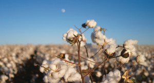 Cotton Boll with Moon