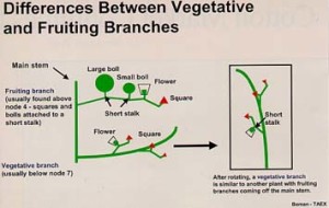 Cotton Diagram plant mapping