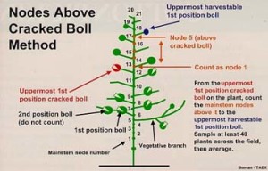 Cotton Diagram