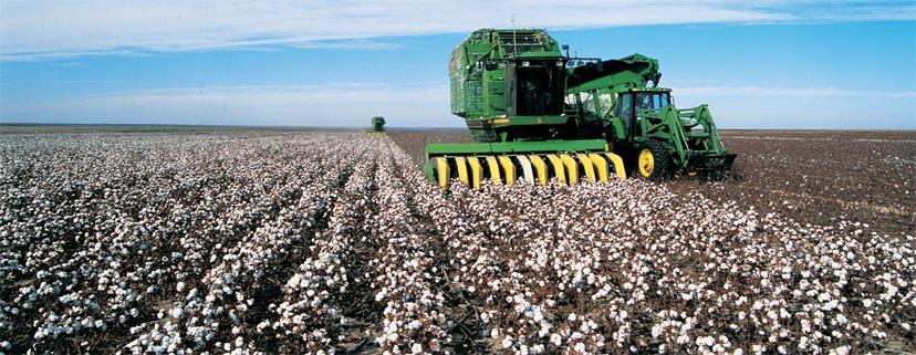 Cotton Harvest