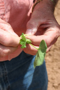 Cotton in Hands