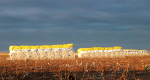 Cotton Modules