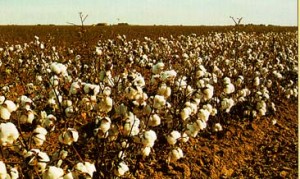 West Texas Cotton
