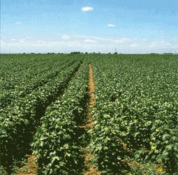 Green Cotton