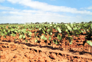 Young Cotton