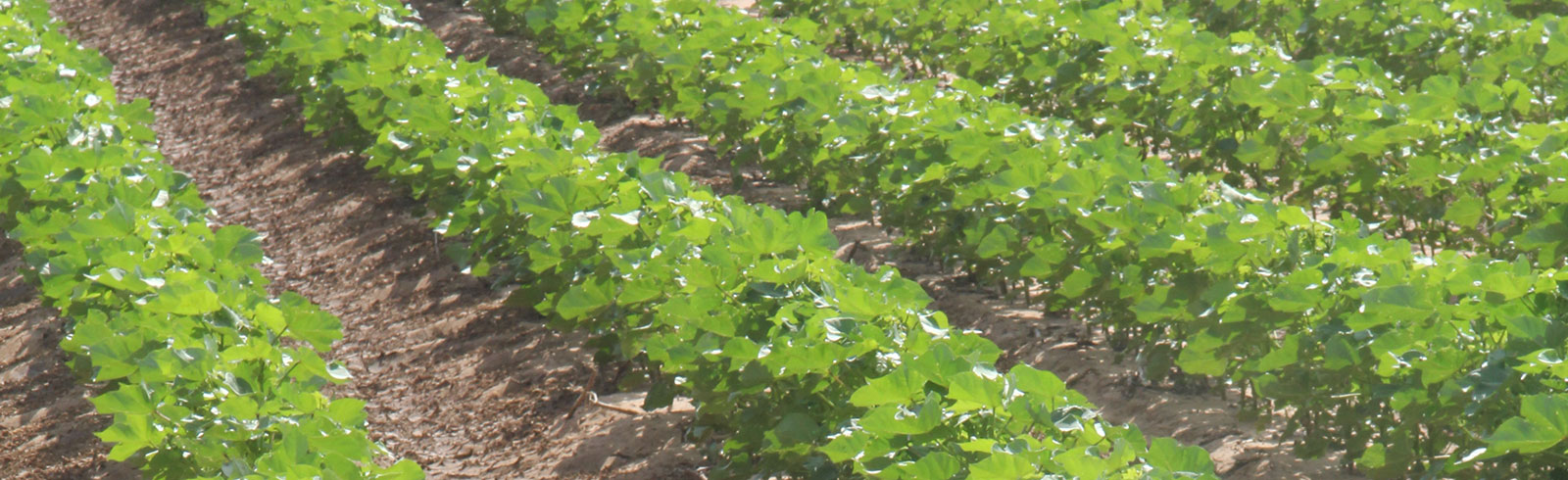 Green Cotton
