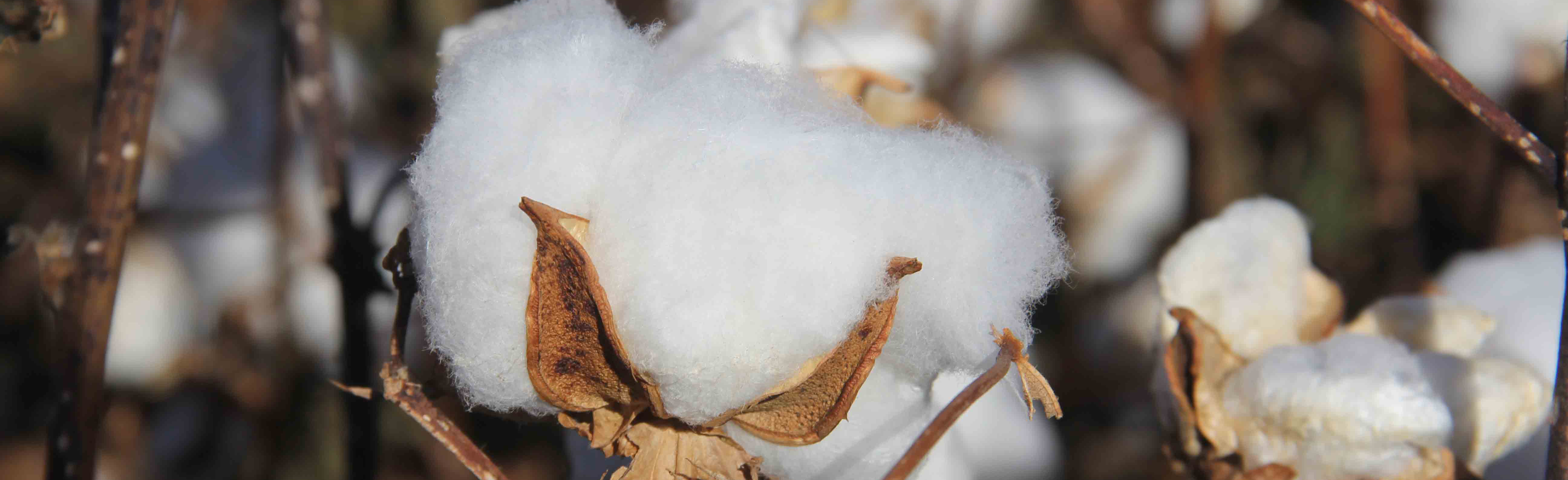 Cotton Boll