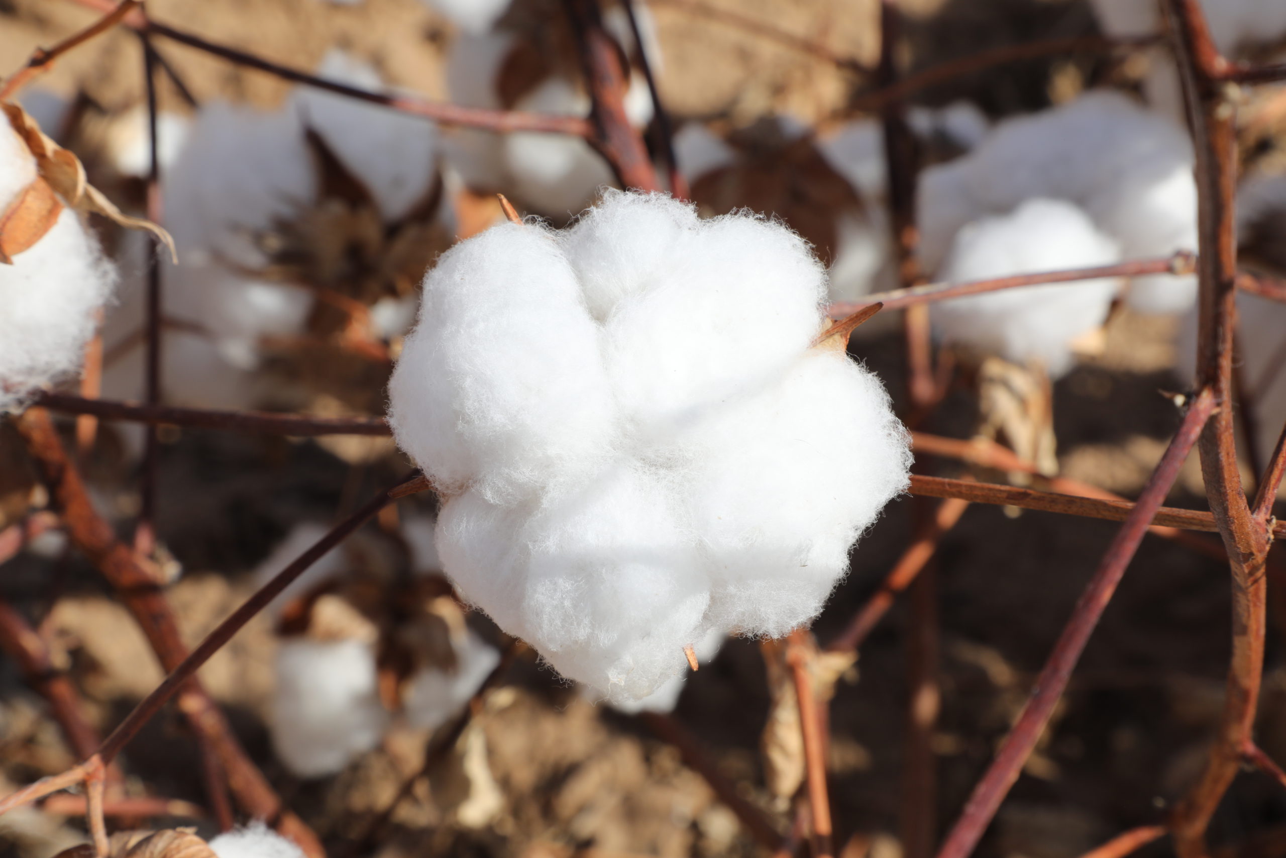 Ed Follis Retires from O'Donnell PCCA Commentator