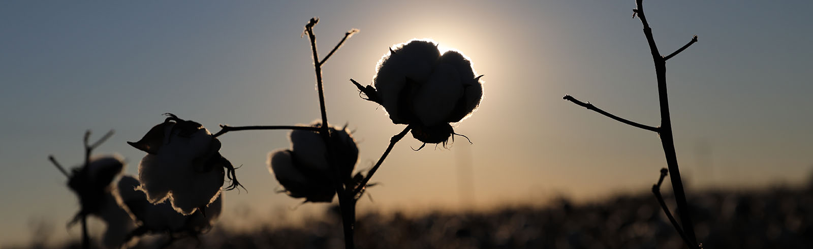Cotton Boll Sunset