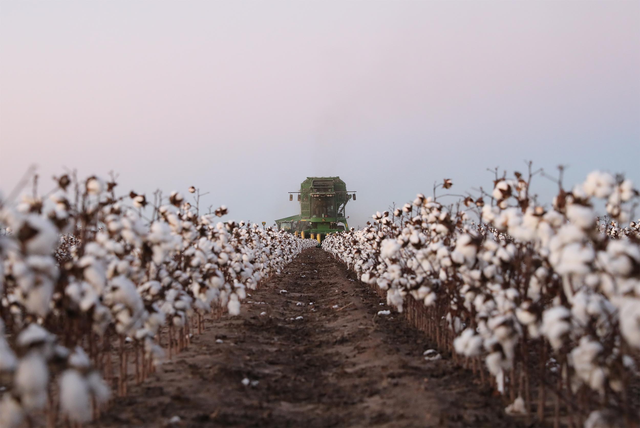 Changing weather complicating cotton outlook